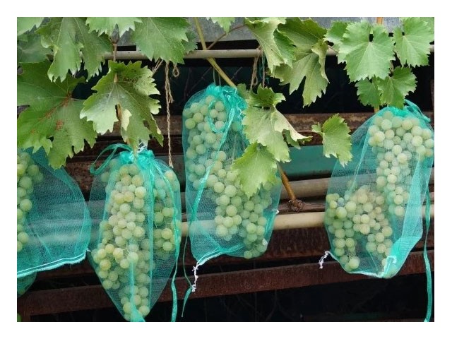 Сетка для защиты гроздей винограда от птиц и ос, 10 шт, 50 см, ИНТЕРЛОК (4814200005163)